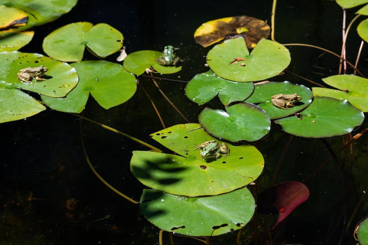 Altanure Quinta Sol D'Agua - Ecological Holiday Villa Tavira Ngoại thất bức ảnh
